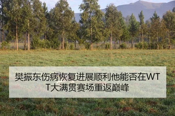 樊振东伤病恢复进展顺利他能否在WTT大满贯赛场重返巅峰